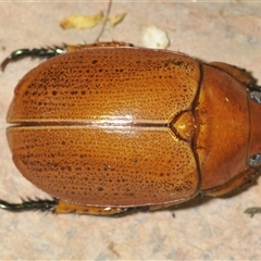 Anoplognathus porosus at Kambah, ACT - 2 Dec 2024