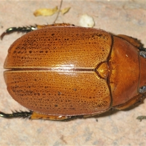 Anoplognathus porosus at Kambah, ACT - 2 Dec 2024 09:28 PM