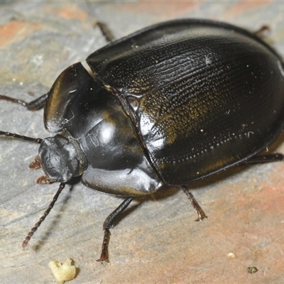 Pterohelaeus piceus (Pie-dish beetle) at Kambah, ACT - 2 Dec 2024 by Harrisi