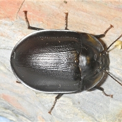 Pterohelaeus piceus at Kambah, ACT - 2 Dec 2024 09:28 PM