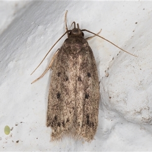 Anaptilora (genus) (A Concealer moth (Autostichinae)) at Melba, ACT by kasiaaus