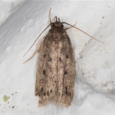 Anaptilora (genus) at Melba, ACT - 27 Nov 2024 by kasiaaus