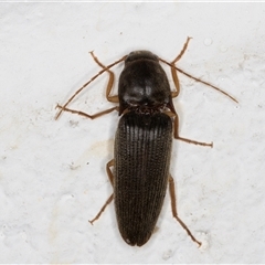 Monocrepidius (genus) (Click beetle) at Melba, ACT - 27 Nov 2024 by kasiaaus