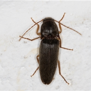 Monocrepidus sp. (genus) at Melba, ACT - 27 Nov 2024