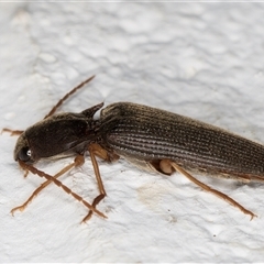 Monocrepidus sp. (genus) at Melba, ACT - 27 Nov 2024