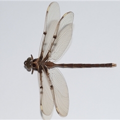 Telephlebia brevicauda (Southern Evening Darner) at Lawson, ACT - 29 Nov 2024 by TimL