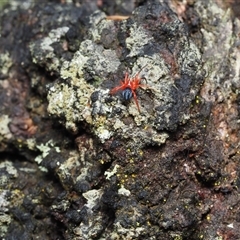 Nicodamus peregrinus (Common Red and black spider) at Dalmeny, NSW - 1 Dec 2024 by Bushrevival