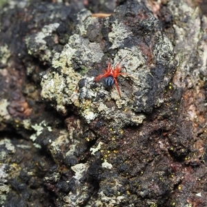 Nicodamus peregrinus (Common Red and black spider) at Dalmeny, NSW by Bushrevival