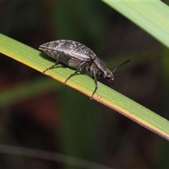 Pachycoelia sp. (genus) (A darkling beetle) at Dalmeny, NSW - 1 Dec 2024 by Bushrevival