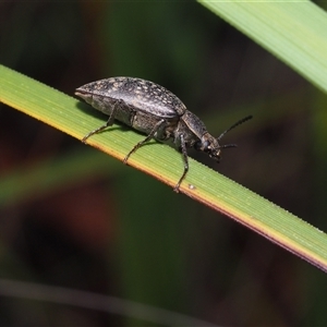 Lepispilus sp. (genus) (Yellow-spotted darkling beetle) at Dalmeny, NSW by Bushrevival