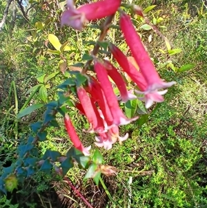 Epacris longiflora (Fuchsia Heath) at Budderoo, NSW by plants