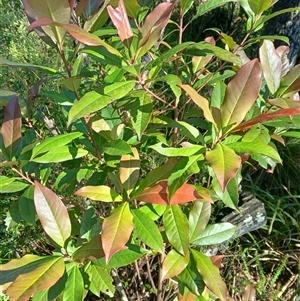 Quintinia sieberi (Possumwood) at Budderoo, NSW by plants