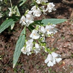 Prostanthera lasianthos (Victorian Christmas Bush) at Wildes Meadow, NSW - 2 Dec 2024 by plants