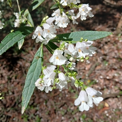 Prostanthera lasianthos (Victorian Christmas Bush) at Wildes Meadow, NSW - 2 Dec 2024 by plants