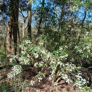 Prostanthera lasianthos at Wildes Meadow, NSW - 2 Dec 2024