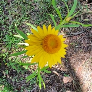 Xerochrysum bracteatum (Golden Everlasting) at Wildes Meadow, NSW by plants