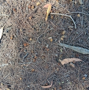 Calyptorhynchus lathami lathami at Fitzroy Falls, NSW - suppressed