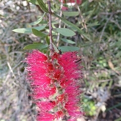 Melaleuca citrina (Crimson Bottlebrush) at Fitzroy Falls, NSW - 1 Dec 2024 by plants