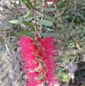Callistemon citrinus at Fitzroy Falls, NSW - 2 Dec 2024 10:05 AM