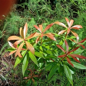 Tasmannia insipida (Brush Pepperbush, Dorrigo Pepper) at Fitzroy Falls, NSW by plants