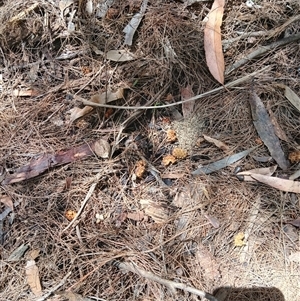 Calyptorhynchus lathami lathami at Fitzroy Falls, NSW - suppressed