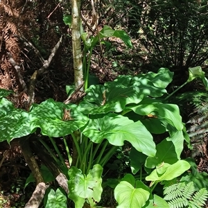 Zantedeschia aethiopica at Fitzroy Falls, NSW - 2 Dec 2024