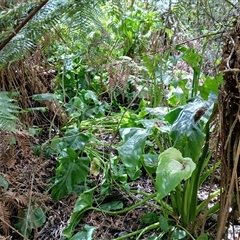 Zantedeschia aethiopica at Fitzroy Falls, NSW - 2 Dec 2024