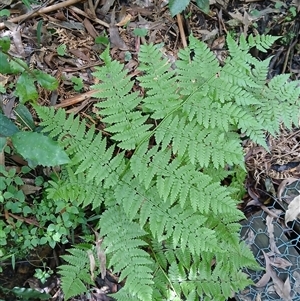 Diplazium australe at Fitzroy Falls, NSW - suppressed