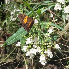 Tisiphone abeona (Varied Sword-grass Brown) at Wildes Meadow, NSW - 2 Dec 2024 by plants