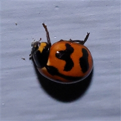 Coccinella transversalis (Transverse Ladybird) at Turner, ACT - 28 Nov 2024 by ConBoekel