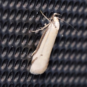 Philobota latifissella (A Concealer moth (Philobota group) at Turner, ACT by ConBoekel