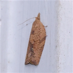 Unidentified Moth (Lepidoptera) at Turner, ACT - 28 Nov 2024 by ConBoekel