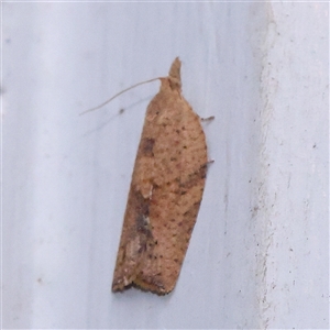 Meritastis laganodes (A Tortrix moth) at Turner, ACT by ConBoekel