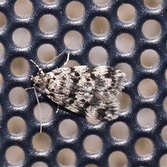 Unidentified Moth (Lepidoptera) at Turner, ACT - 1 Dec 2024 by ConBoekel