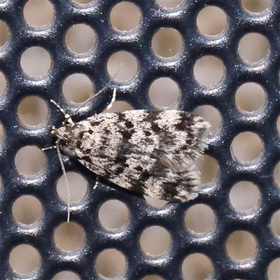 Unidentified Moth (Lepidoptera) at Turner, ACT - 1 Dec 2024 by ConBoekel