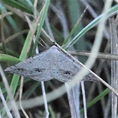 Unidentified Moth (Lepidoptera) at Gundaroo, NSW - 1 Dec 2024 by ConBoekel