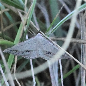 Taxeotis (genus) at Gundaroo, NSW - 2 Dec 2024 06:57 AM