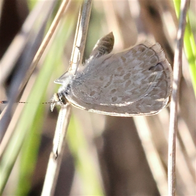 Zizina otis (Common Grass-Blue) at Gundaroo, NSW - 2 Dec 2024 by ConBoekel