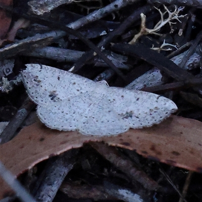 Taxeotis intextata (Looper Moth, Grey Taxeotis) at Gundaroo, NSW - 1 Dec 2024 by ConBoekel