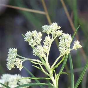 Cassinia longifolia (Shiny Cassinia, Cauliflower Bush) at Gundaroo, NSW by ConBoekel