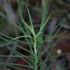 Cassinia longifolia at Gundaroo, NSW - 2 Dec 2024 07:06 AM