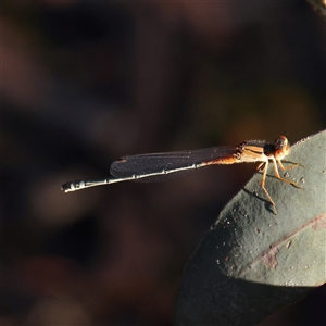 Xanthagrion erythroneurum at Gundaroo, NSW - 2 Dec 2024 07:16 AM