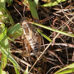 Unidentified Grasshopper, Cricket or Katydid (Orthoptera) at Gundaroo, NSW - 1 Dec 2024 by ConBoekel