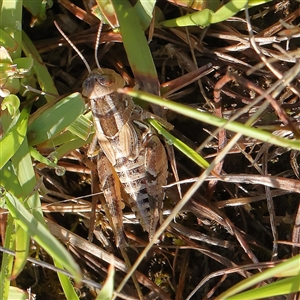 Brachyexarna lobipennis (Stripewinged meadow grasshopper) at Gundaroo, NSW by ConBoekel