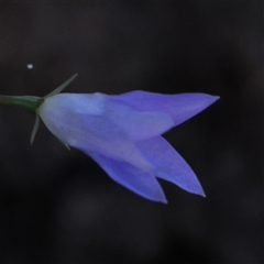 Unidentified Other Wildflower or Herb at Gundaroo, NSW - 1 Dec 2024 by ConBoekel