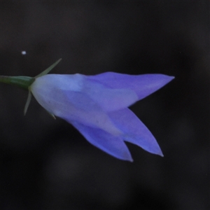 Wahlenbergia luteola at Gundaroo, NSW - 2 Dec 2024