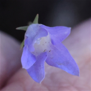 Wahlenbergia luteola at Gundaroo, NSW - 2 Dec 2024