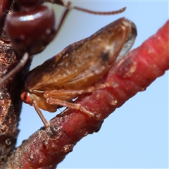 Unidentified Leafhopper or planthopper (Hemiptera, several families) at Gundaroo, NSW - 1 Dec 2024 by ConBoekel