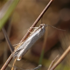 Xylorycta argentella at Gundaroo, NSW - 1 Dec 2024 by ConBoekel