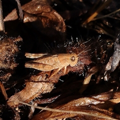 Unidentified Grasshopper, Cricket or Katydid (Orthoptera) at Gundaroo, NSW - 1 Dec 2024 by ConBoekel